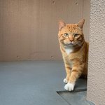 헐 인스타에서 <b>졸</b><b>귀</b> 고양이 봄
