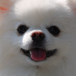 강아지와 함께하는 당일치기 데이트<b>코스</b>!