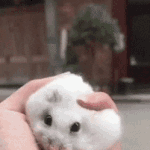 [추반] 20만원받고 본인<b>sns</b>에 야오치사진+우리야오치님 올리기...