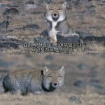 [댓글부탁해] <b>티벳</b>여우 졸 귀엽지않냐....???