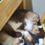 [고양이] <b>의자</b> <b>위</b>에서 발라당~