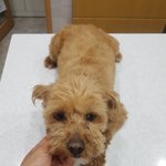 [강아지] 한달 <b>임보처</b>가 되어주세요