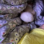 울 <b>강쥐</b> 껴있는거봐ㅠㅜㅜㅠㅜ