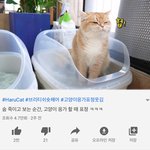 내가 고양이 <b>응가</b>하는걸 보고