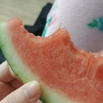 [19] 이거 <b>수박</b> 오ㅑ이럼??