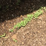 [알페스] 우리집 <b>상추</b> 봐