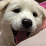 행복한 <b>강쥐</b>