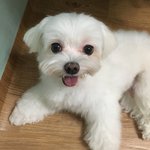 <b>판녀네</b> 강아지