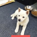 [강아지] <b>춘천</b>에서 평택으로