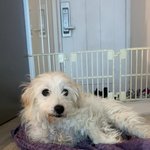 [강아지] 두아이 가족을 찾습니다