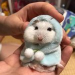 [<b>햄찌</b>] 뀨