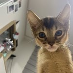 [드루와] 아기고영희 유튜버 추천좀 ㅠㅠ
