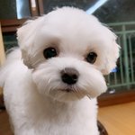 추가+)우리<b>집</b> 강아지 기엽징?
