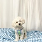 [강아지] 안본사람은 있어도 한번만 본사람은 없다는 긔여움,,