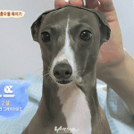 [댓글부탁해] 요즘은 개나<b>소나</b> 연예인하는듯
