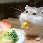 [<b>햄찌</b>] 뀨