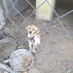 [강아지] 리트리버 <b>믹스</b> 가족이 되어주세요
