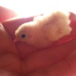 동물 안키워 본 사람들이 많이하는 <b>무례</b>한 말