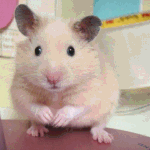 [<b>햄찌</b>] 뀨