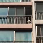 [내가한요리] 새내기자취생이자 프로혼술러의 초보요리모음 - 6