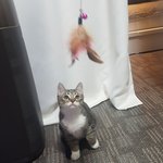 [고양이] 울집애긔3