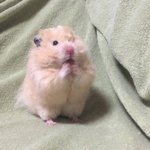 [<b>햄찌</b>] 뀨