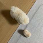 [<b>강쥐</b>] 뀨