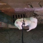 [댓글부탁해] 얘들아 강아지 <b>접종</b> 비용 얼마나들어?