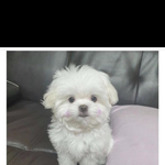 [댓글부탁해] 와 ㅅ1발 <b>변명</b> 잘하는 애들 빨리 들어와줘