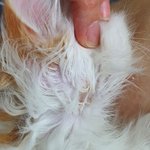 [개깊은빡침] 1% 명품 고양이 분양, 나X캣 수원점