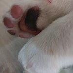 우리 <b>강</b><b>쥐</b>발보고가