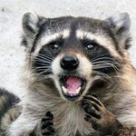 [드루와] 한녀사랑해~