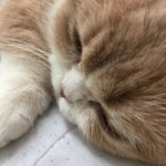 [드루와] 엄마가 쌍수 내 <b>돈</b>으로 하라는데
