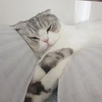[<b>고양</b>이] 왜이러고 자는지 아시는 분~
