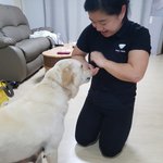 [강아지] 보호소에서 출산한 리트리버 입양<b>완료</b>