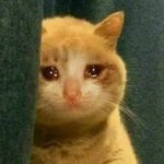 [댓글부탁해] 콧대는 높은편인데 매<b>부리</b>코 조카...