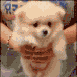 [<b>강쥐</b>] 뀨