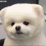 [<b>강쥐</b>] 뀨