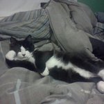 침대위에서의 제모습... <b>요염</b>한가요?