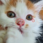 1% 명품 고양이 분양, 나X캣 수원점