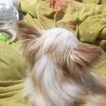 얘가 <b>순혈</b> 말티즈라면 믿겠어여..??