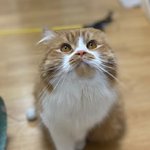 아기냥 호빵이-33