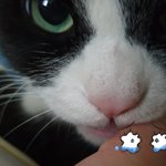 [고양이] 뭐하는?? 으르신..???