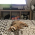 [19] 침대에 누워서 유혹하는 짤(<b>후방</b>주의)