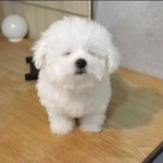 남돌은 안파는게 답인듯