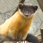 [드루와] 헐 미친 너네 담비가 사람도 <b>사냥</b>하는 거 알아?