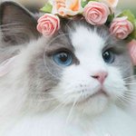 [뷰티] <b>존예</b> 특징 .jpg