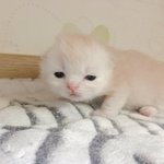 [드루와] 내 본진에 대한 믿음이 어느정도냐면