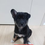 [강아지] 꼬맹이들 가족이 되어주세요