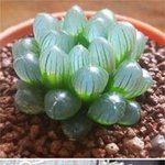 비주얼 존재감 장난 아닌 다육<b>식물</b>